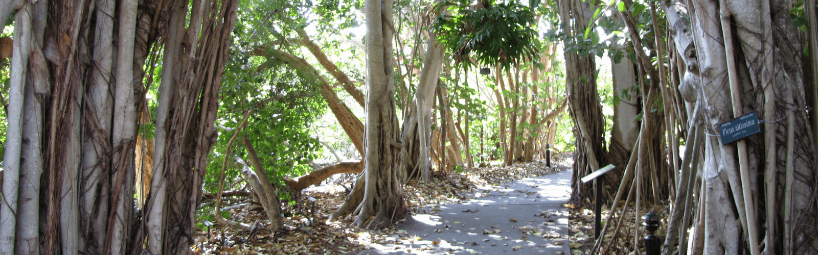 Selby Botanical Gardens in Sarasota, nature in Sarasota