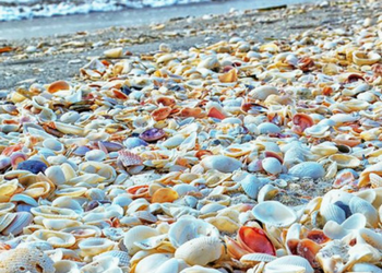 Sarasota-Seashells.png