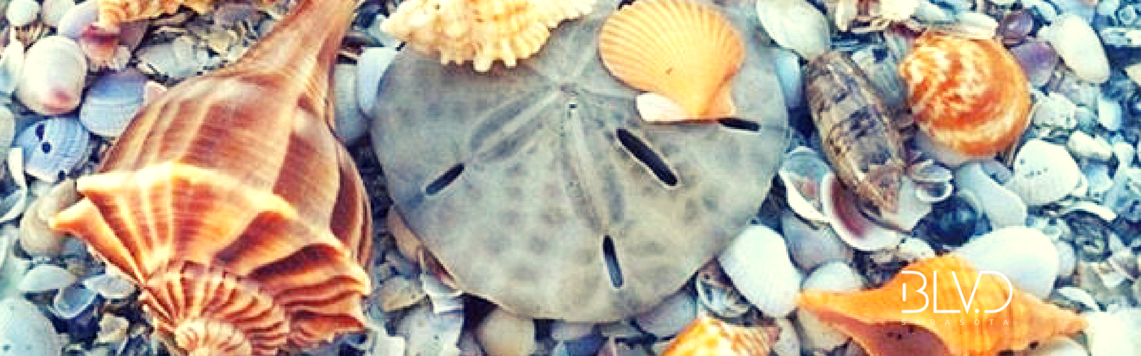 Sarasota Seashells, beach